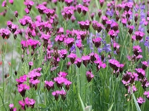 Nejlika 'Ruperts pink'